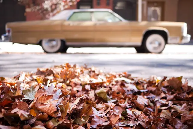 This is a photo of a leaf pile with a beige car in the background.